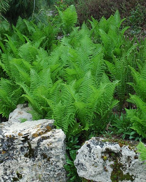 Fern Ostrich