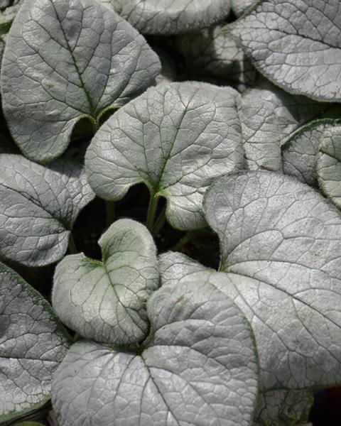 Brunnera Looking Glass