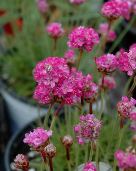 Armeria Maritima Splendens Qt
