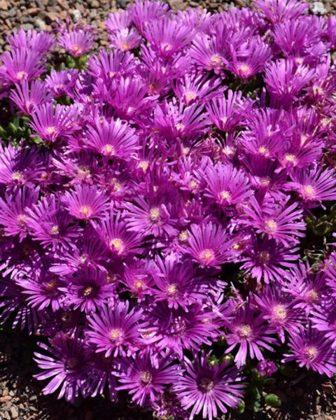 Delosperma Jewel of Desert Opal Quart