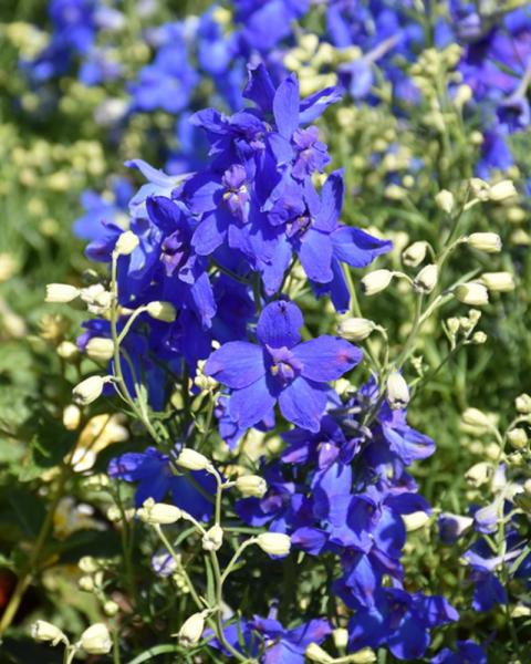 Delphinium Summer Nights Quart