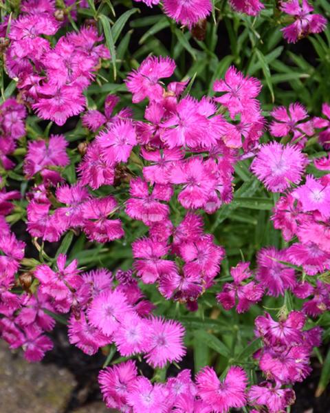 Dianthus Rockin Purple Pinks Quart