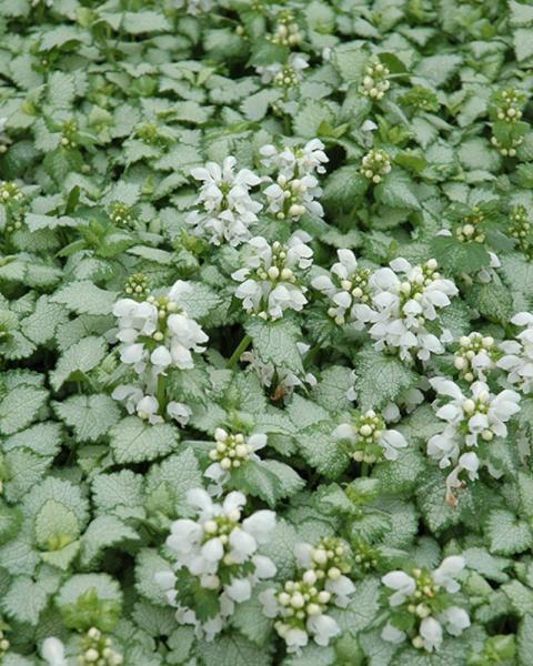 Lamium White Nancy Quart