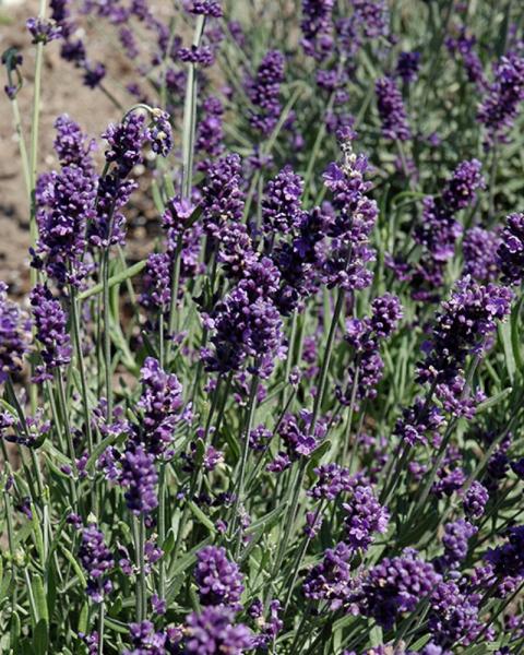 Lavandula French Perfume Quart