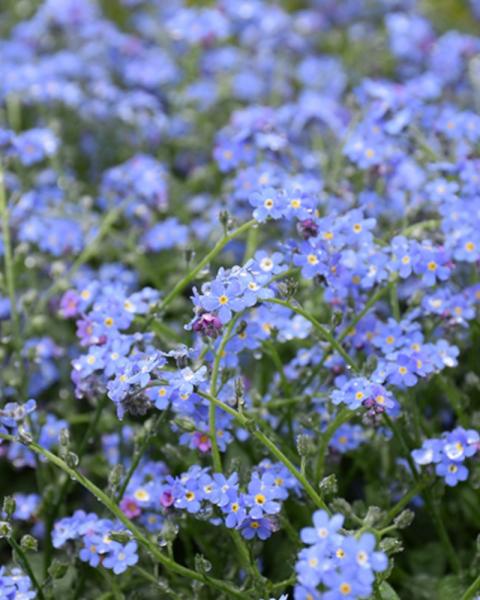 Myosotis Victoria Blue Quart