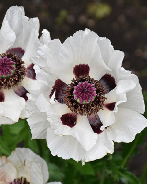 Papaver Oriental Royal Wedding Quart