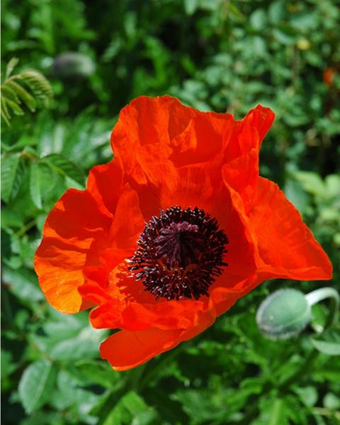 Papaver Oriental Allegro Quart