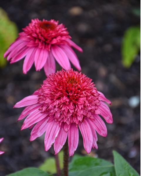 Echinacea Watermelon Deluxe