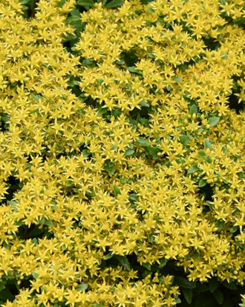 Sedum Bright Idea