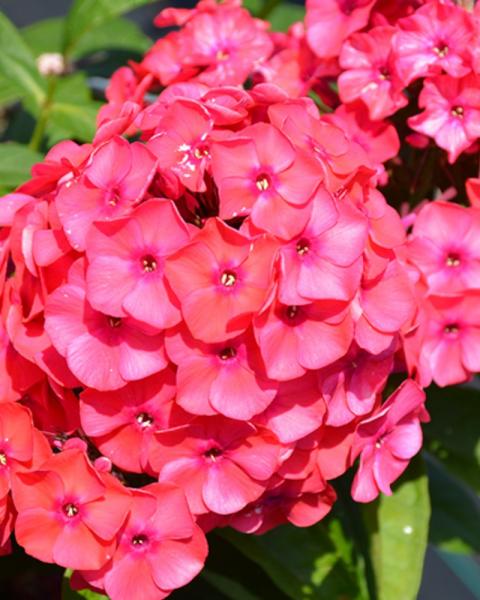 Phlox Luminary Sunset Coral