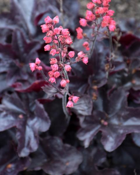 Heuchera Black Forest Cake