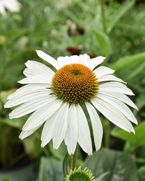 Echinacea Happy Star
