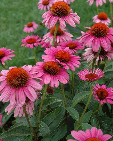 Echinacea Ruby Star
