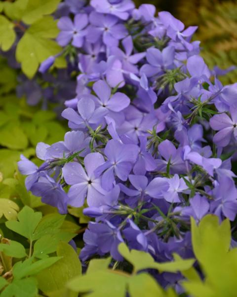 Phlox Blue Moon