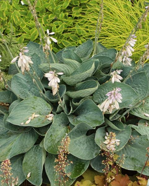 Hosta Above the Clouds