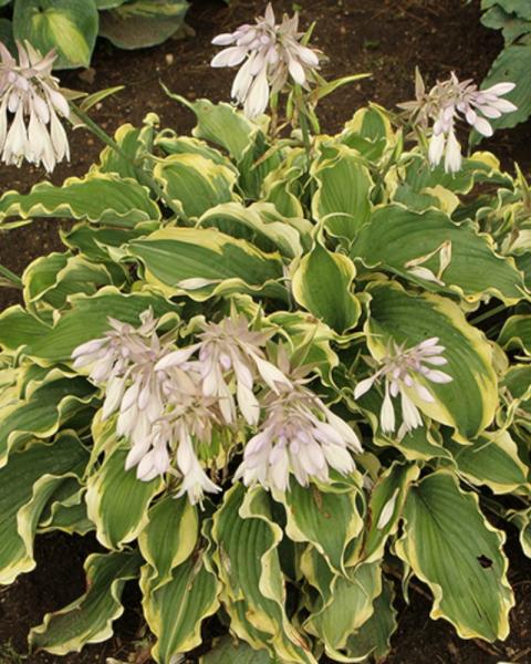Hosta Voices In The Wind