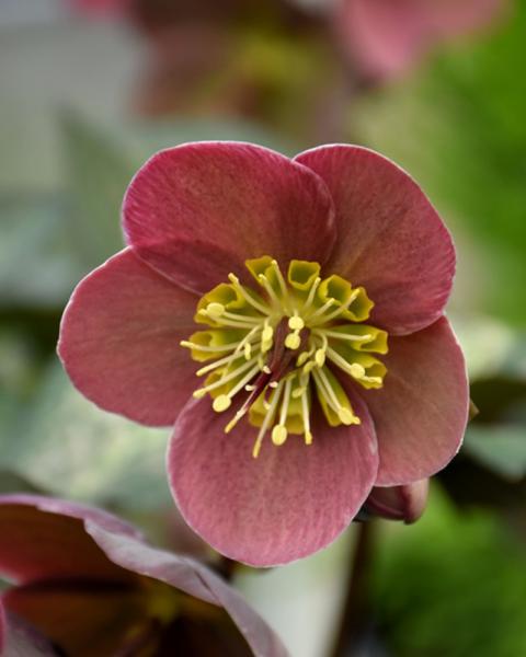 Helleborus Pippa's Purple