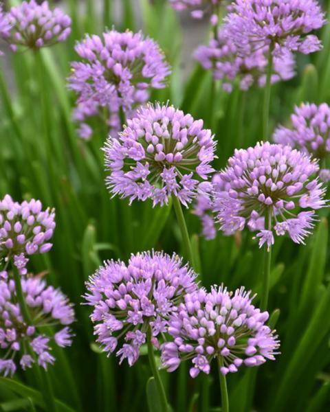 Allium Summer Beauty