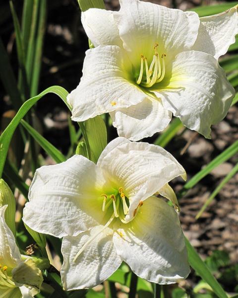 Hemerocallis Gentle Shepherd