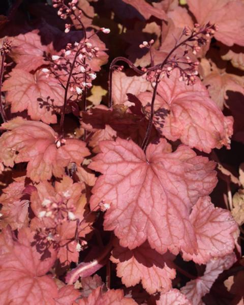 Heuchera Georgia Peach