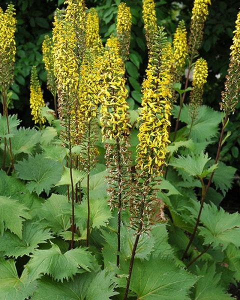 Ligularia The Rocket