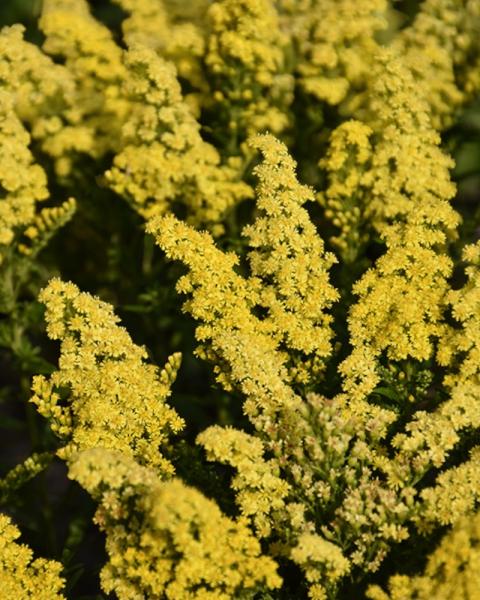Solidago Little Lemon