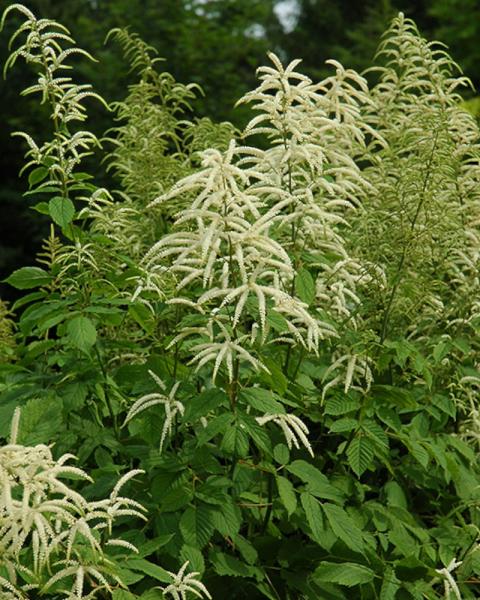 Aruncus Dioicus