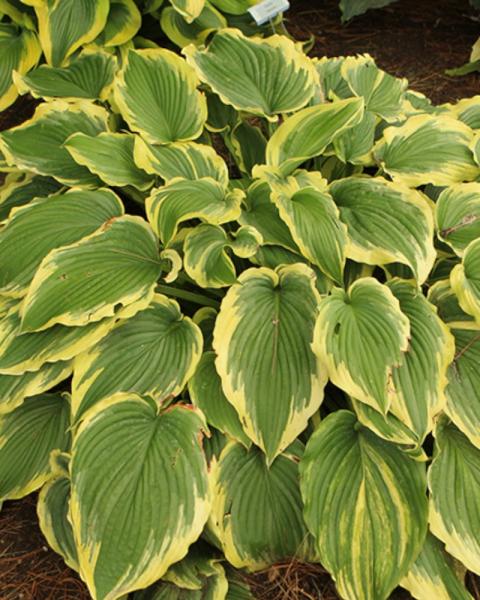 Hosta Drop Dead Gorgeous