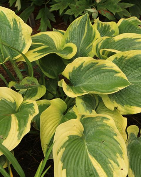 Hosta Terms of Endearment