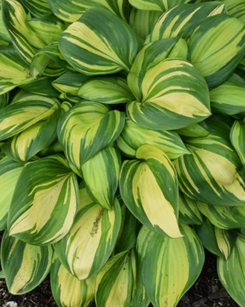 Hosta Rainbow's End