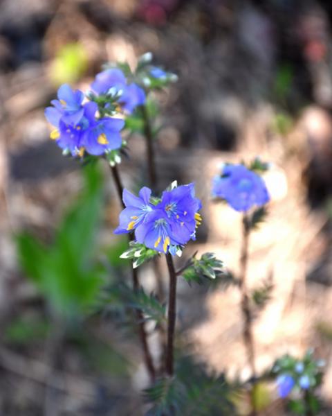 Polemonium Purple Rain