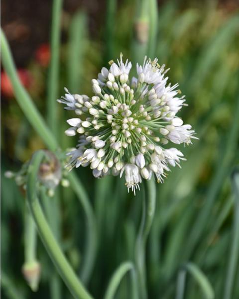 Allium Bobblehead