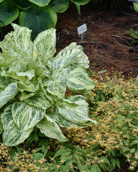Hosta Emperor's New Clothes