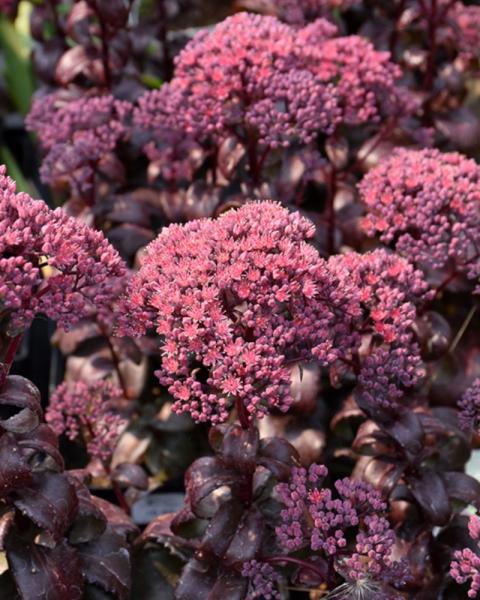 Sedum Dark Magic
