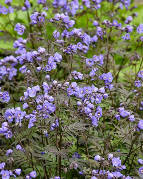Polemonium Heaven Scent