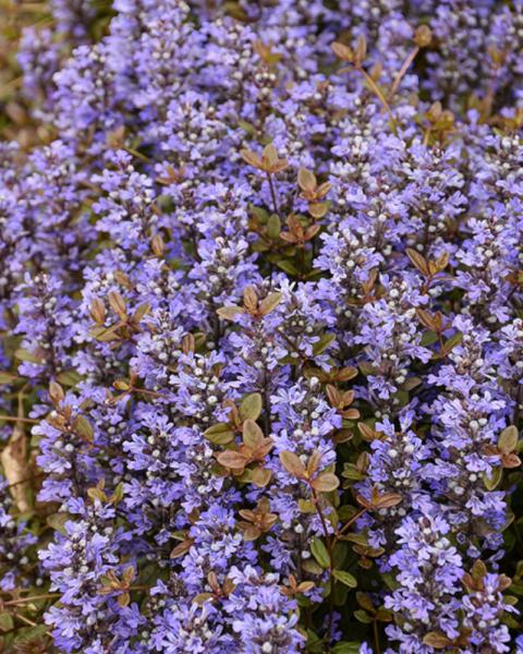 Ajuga Chocolate Chip 6-Pack