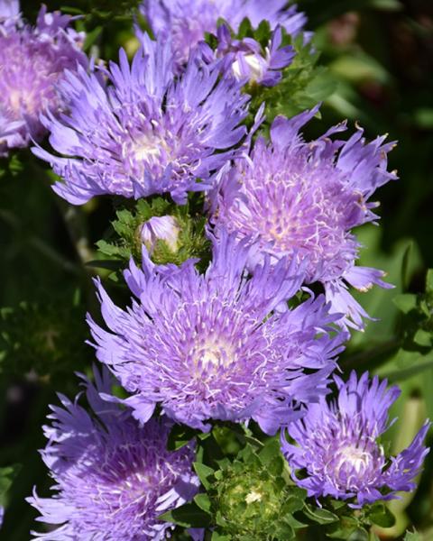 Stokesia Totally Stoked Riptide