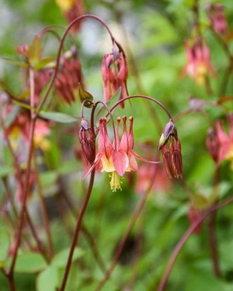 Aquilegia Canadensis