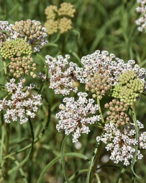 Asclepias Verticillata