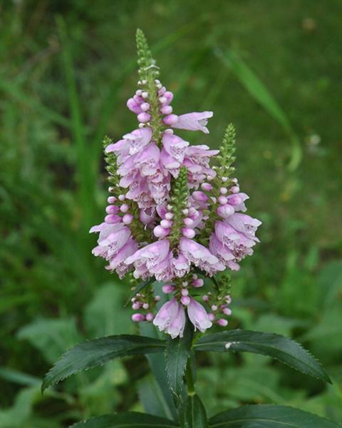 Physostegia Virginiana
