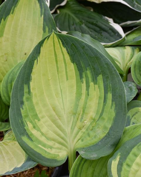 Hosta Sound of Music