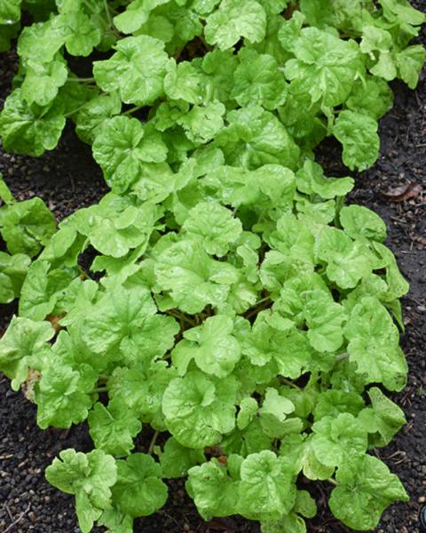 Heuchera Pistachio Ambrosia