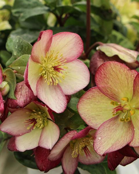 Helleborus Ice and Roses