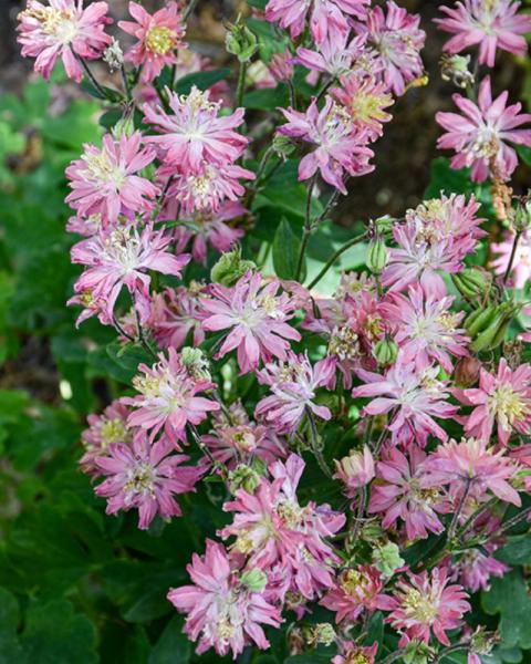 Aquilegia Clementine Salmon Rose
