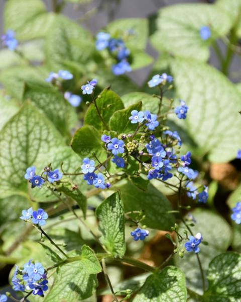 Brunnera Jack of Diamonds