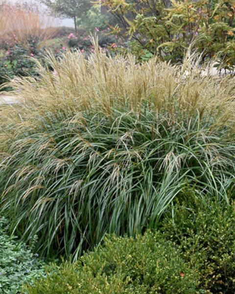 Grass Miscanthus Adagio