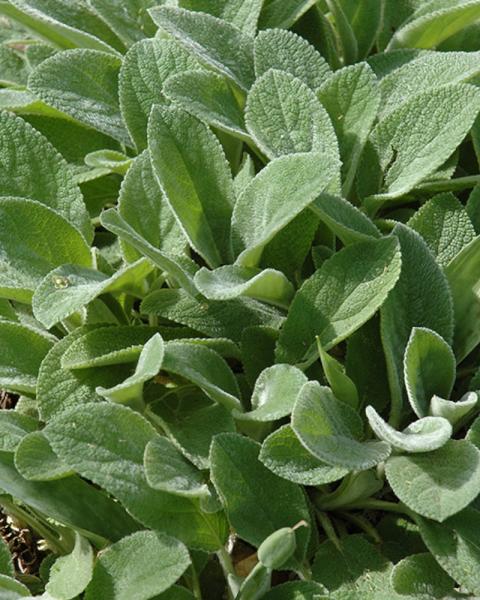 Stachys Silver Carpet