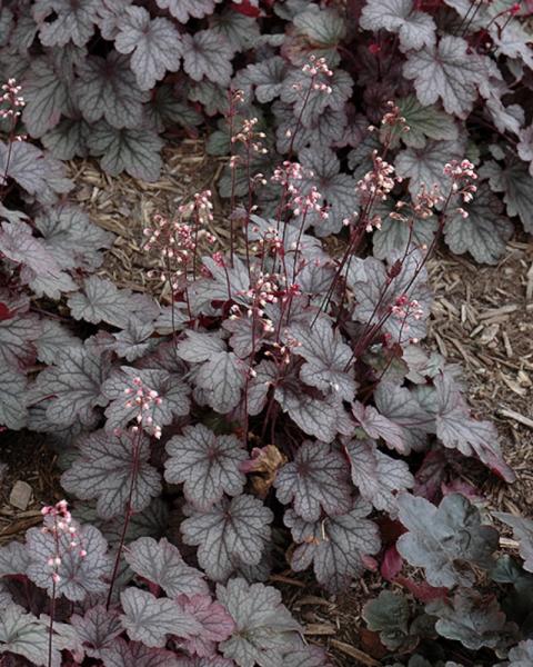 Heuchera Rose Granita