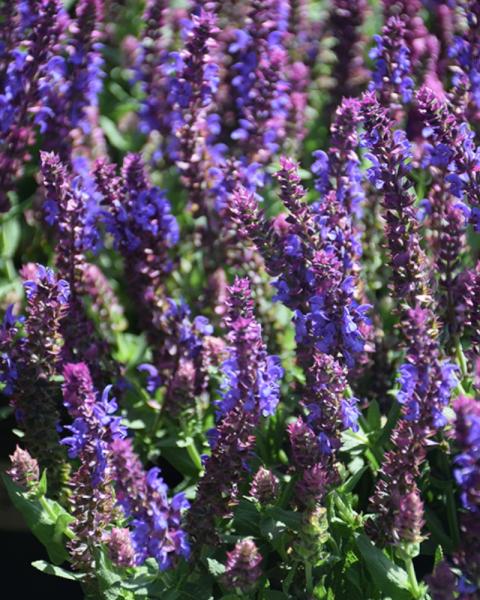 Salvia Apex Blue