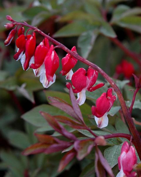 Dicentra Valentine